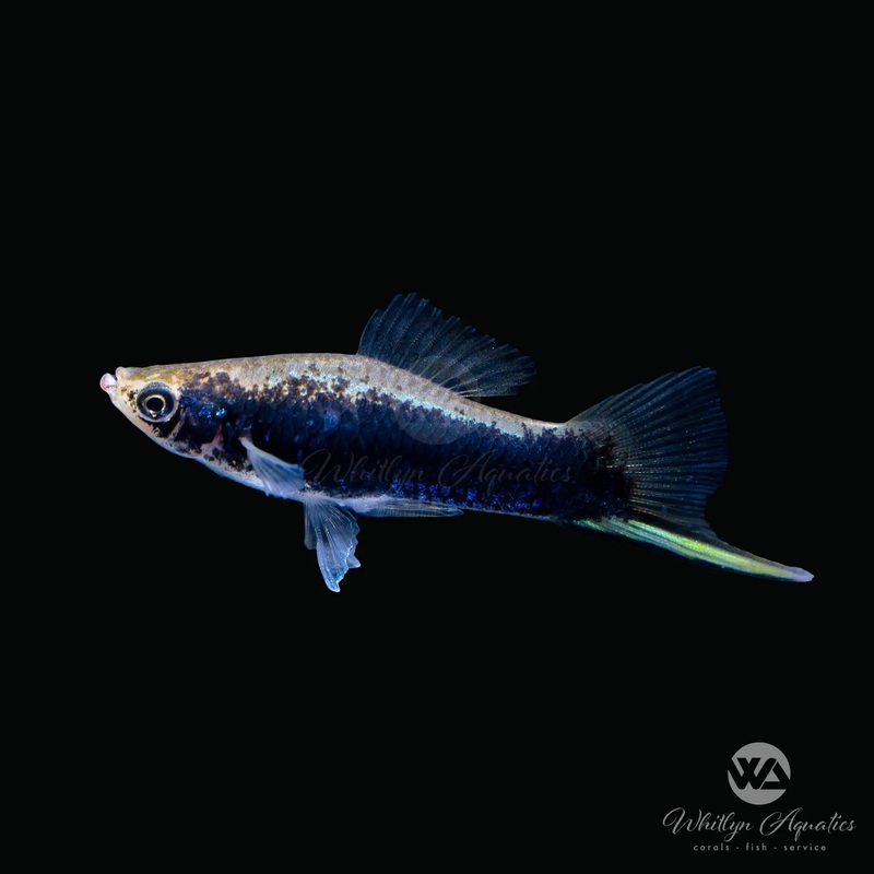 Black Swordtail - Xiphophorus helleri