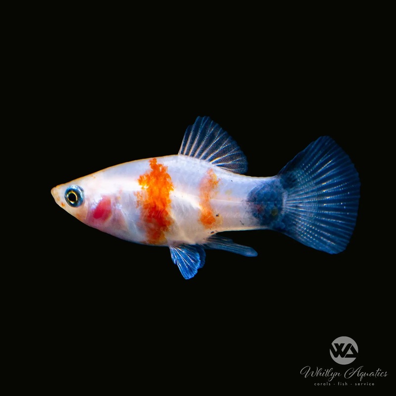 Bleeding Heart Mickey Mouse Platy - Xiphophorus spp.