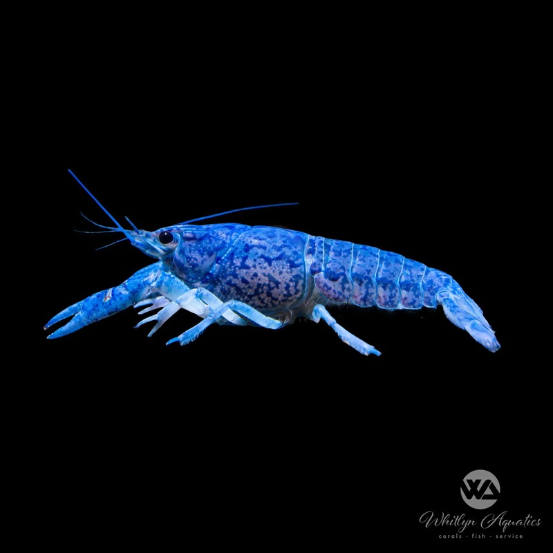 Blue Crayfish - Procambarus alleni