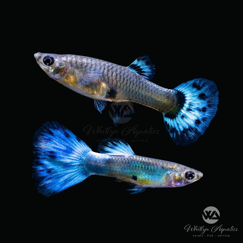Blue Diamond Guppy Pair (1M1F)