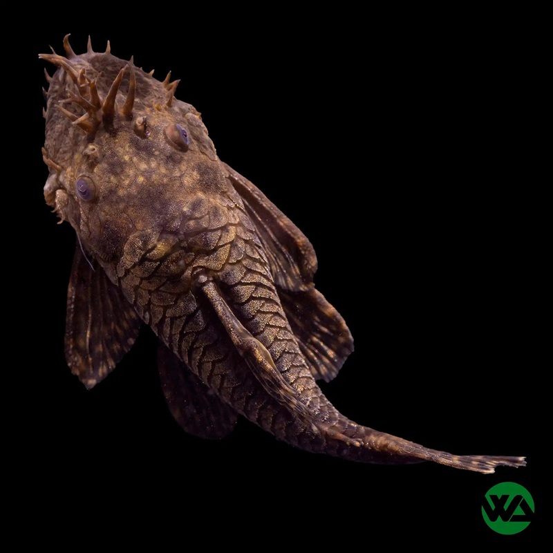 Bristlenose Pleco