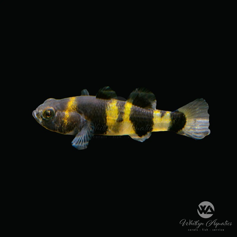 Bumblebee Goby - Brachygobius xanthomelas