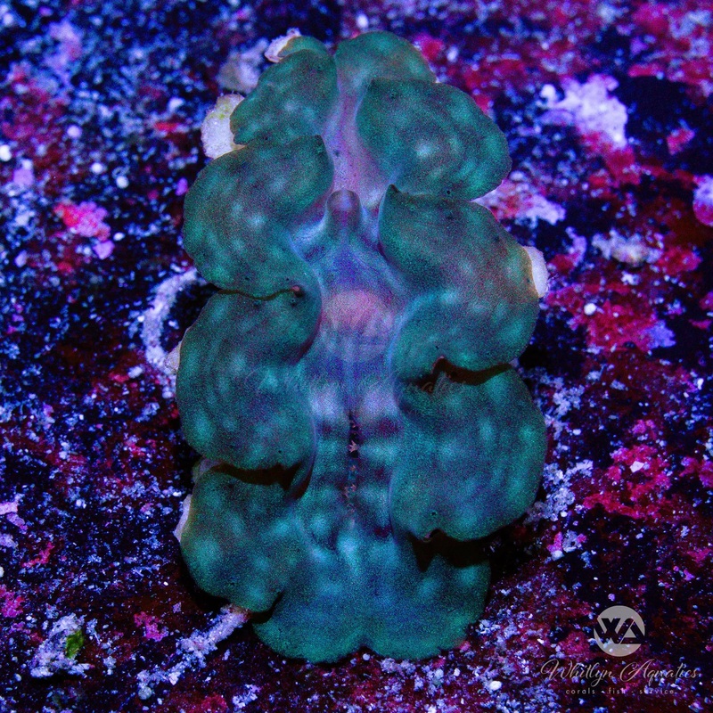 C03 - Squamosa Clam (~1") - WYSIWYG