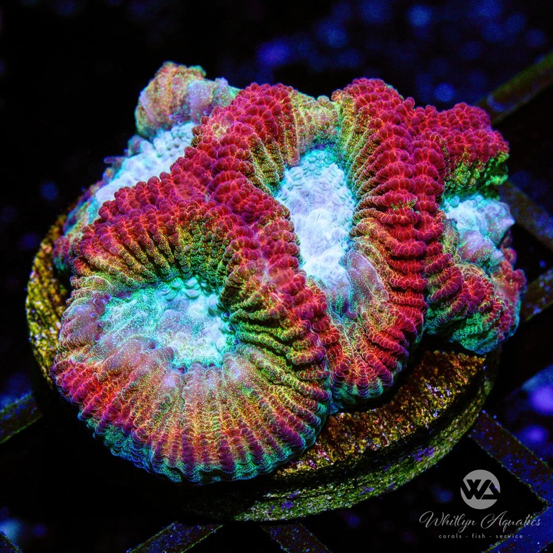 C29 - WA Rainbow Brite Favia - WYSIWYG