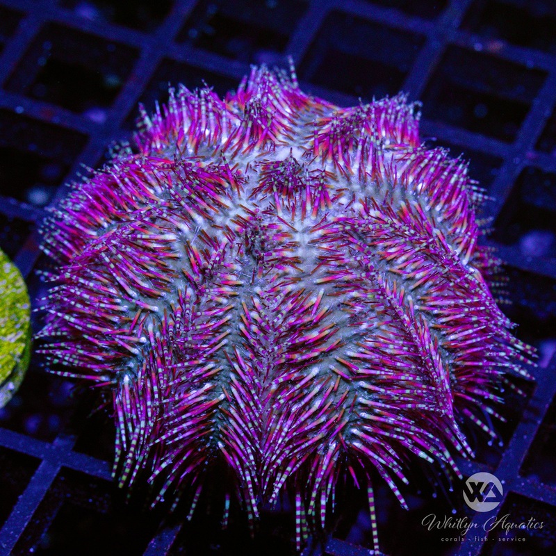 C41 - Red Bells Urchin - WYSIWYG
