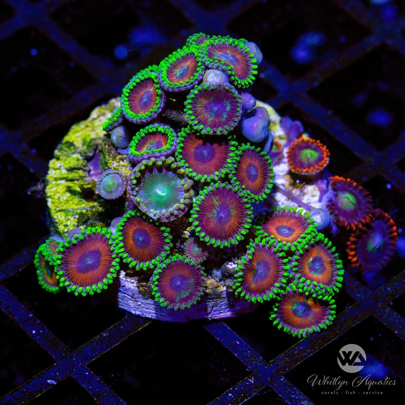 C49 - Eagle Eye Zoa - WYSIWYG