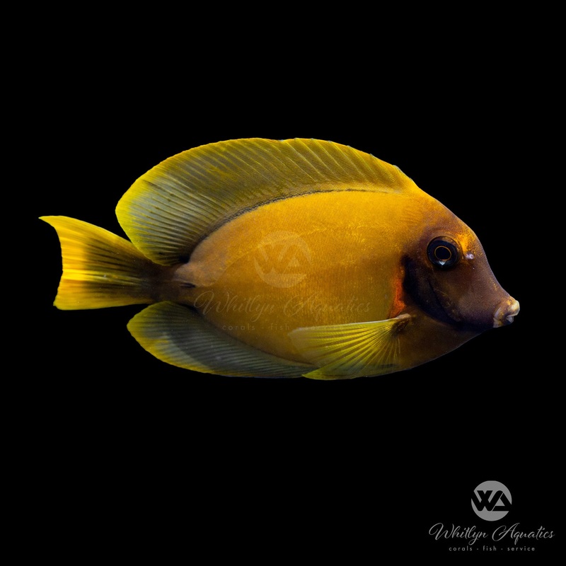 Chocolate Mimic Tang - Acanthurus pyroferus