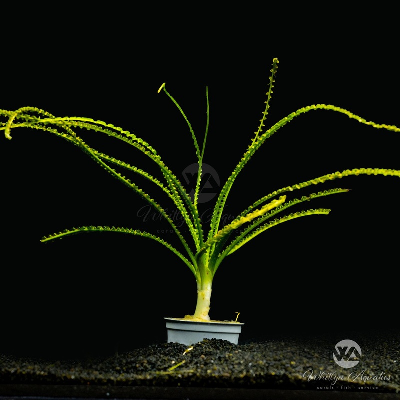 Crinum Calamistratum