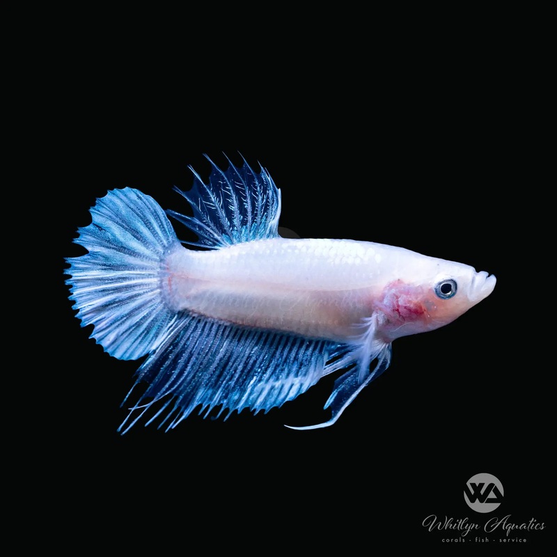 Crowntail Plakat Male Betta