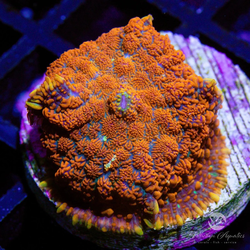 D23 - Superman Rhodactis - WYSIWYG