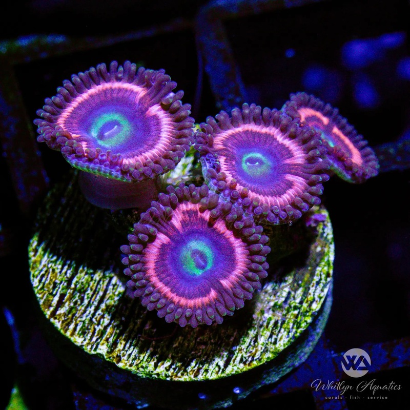 D25 - Pink Cat Eyes Zoa - WYSIWYG