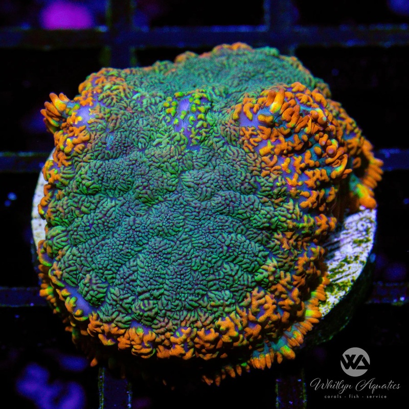 D35 - WA Hurricane Rhodactis - WYSIWYG