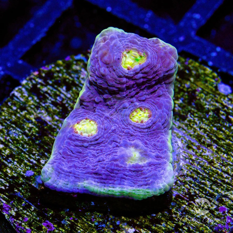 D8 - WA Easter Egg Chalice - WYSIWYG