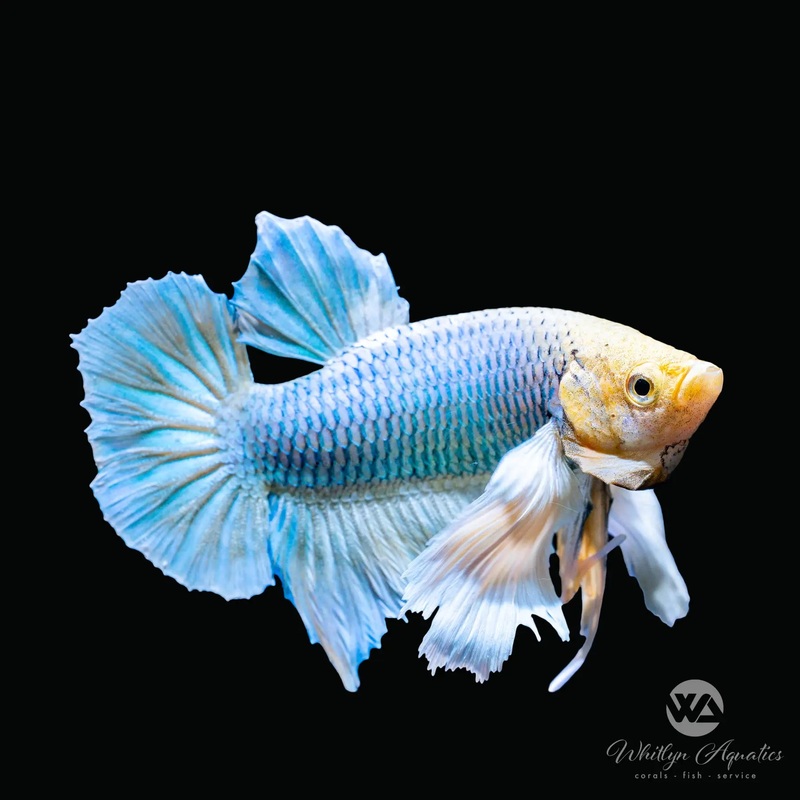 Dumbo Plakat Male Betta