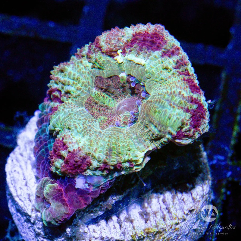 F5 - WA Parfait Asian Acan - WYSIWYG