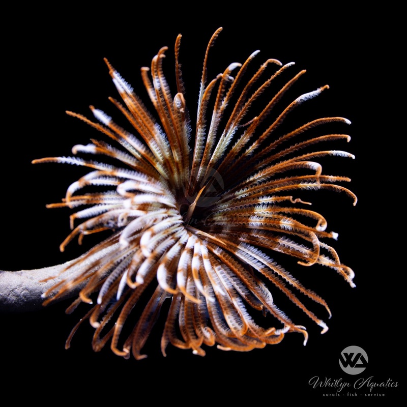 Feather Duster - Seballastarte Indica