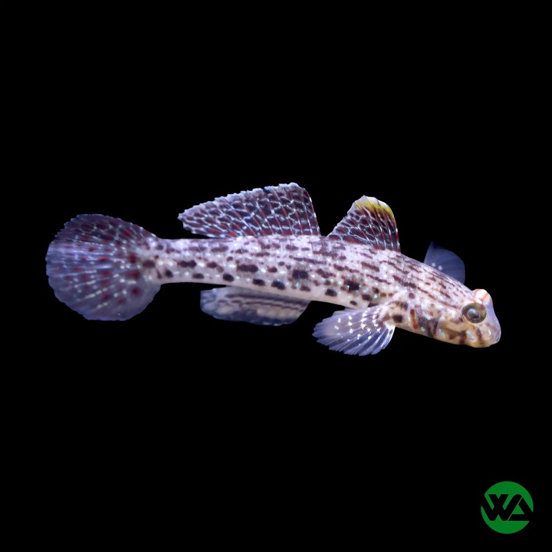 Fusi Goby - Fusigobius pallidus