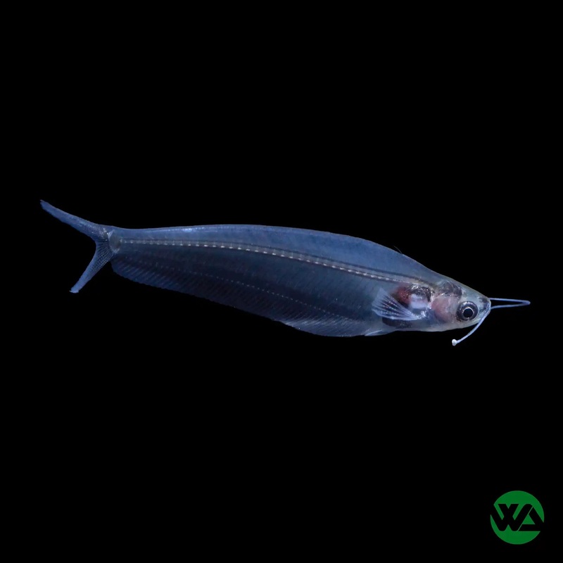 Glass Catfish - Kryptopterus bicirrhis