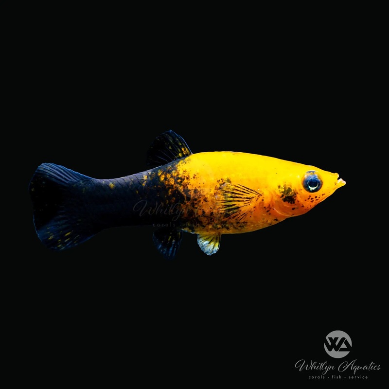 Gold Black Molly - Poecilia sphenops