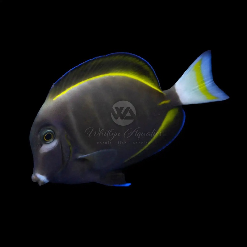 Gold Rimmed Whitecheek Tang - Acanthurus nigricans