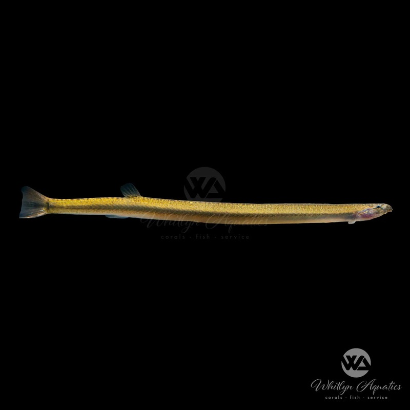 Golden Kuhli Loach - Pangio kuhlii