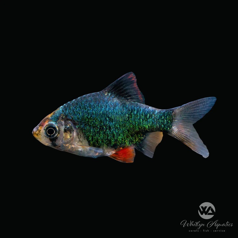 Green Tiger Barb - Capoeta tetrazona