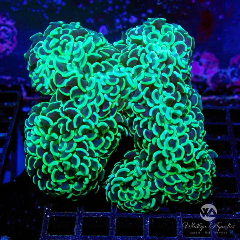 Green Wall Hammer - WYSIWYG