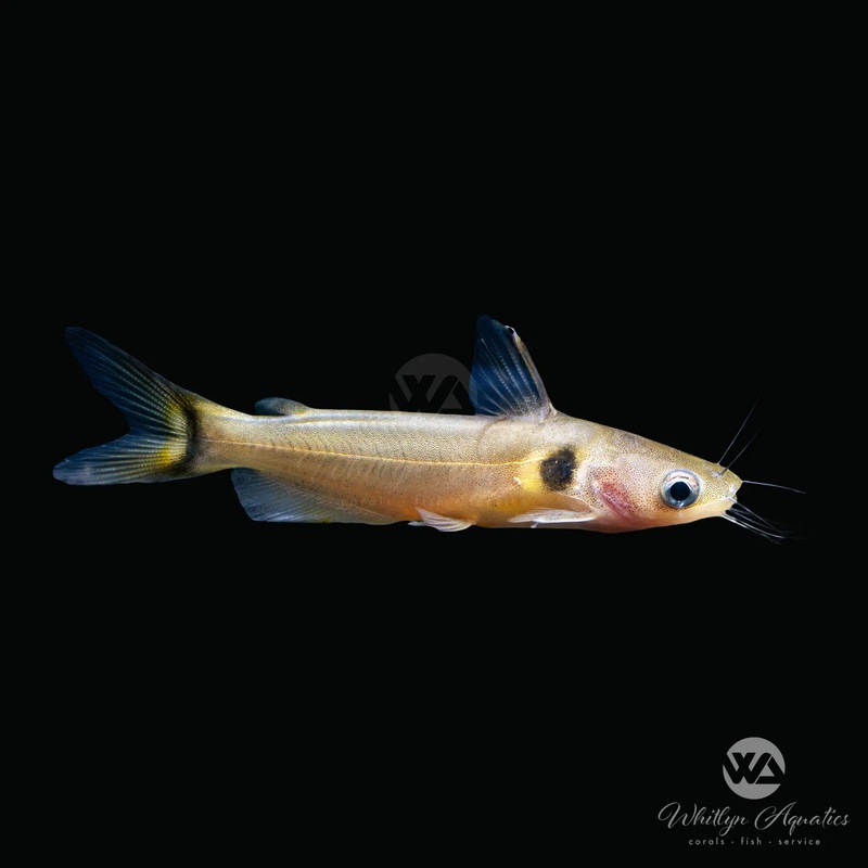 Gunther's "Sun" Catfish - Horabagrus brachysoma