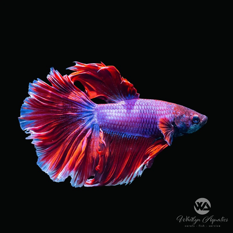 Halfmoon Male Betta