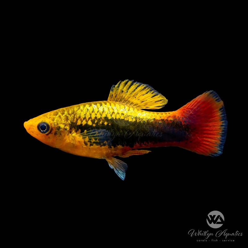 Hawaii Variatus Platy - Xiphophorus variatus