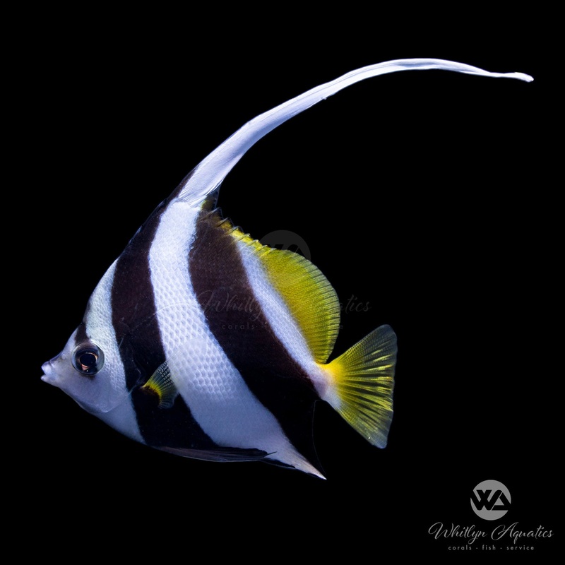 Heniochus Black & White Butterflyfish - Heniochus acuminatus