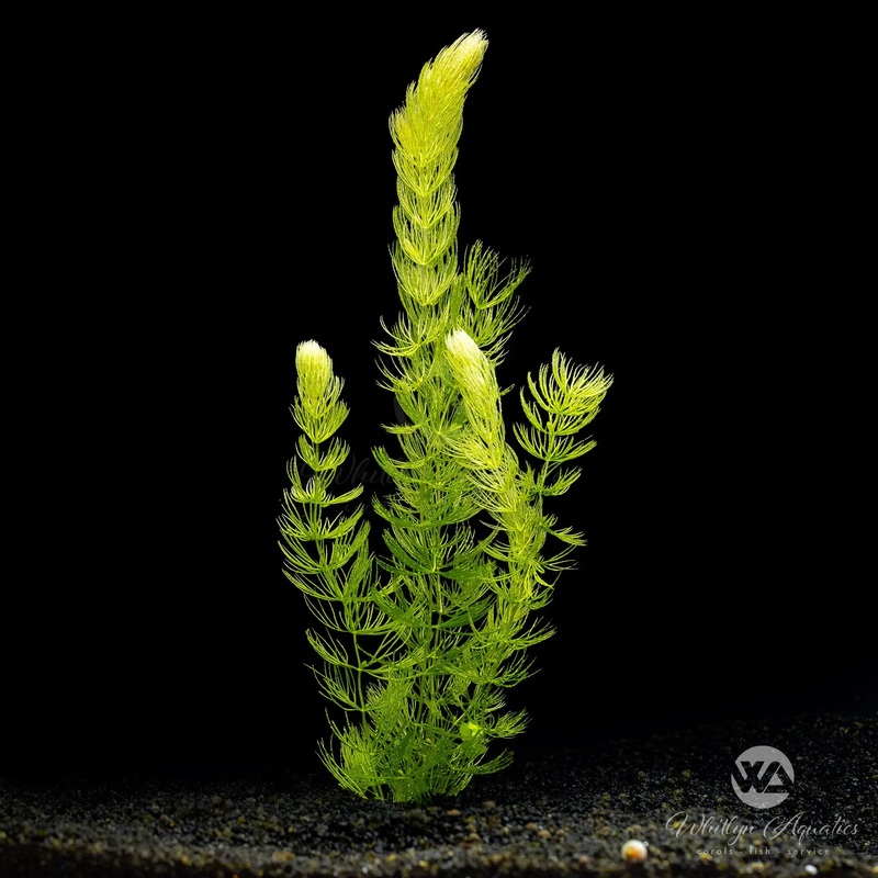 Hornwort - Ceratophyllum demersum