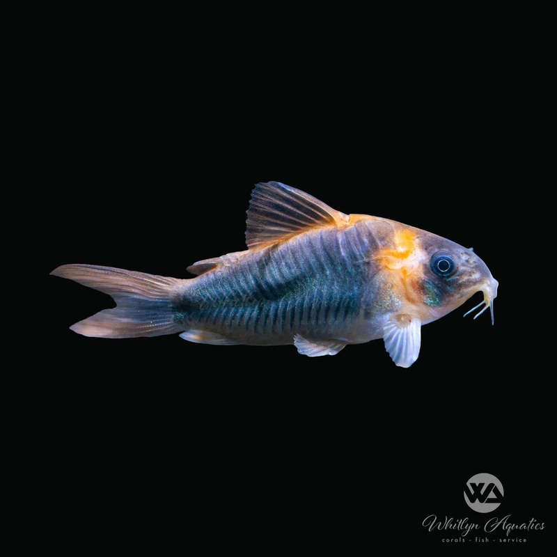 Horseman's Cory Catfish - Corydoras eques