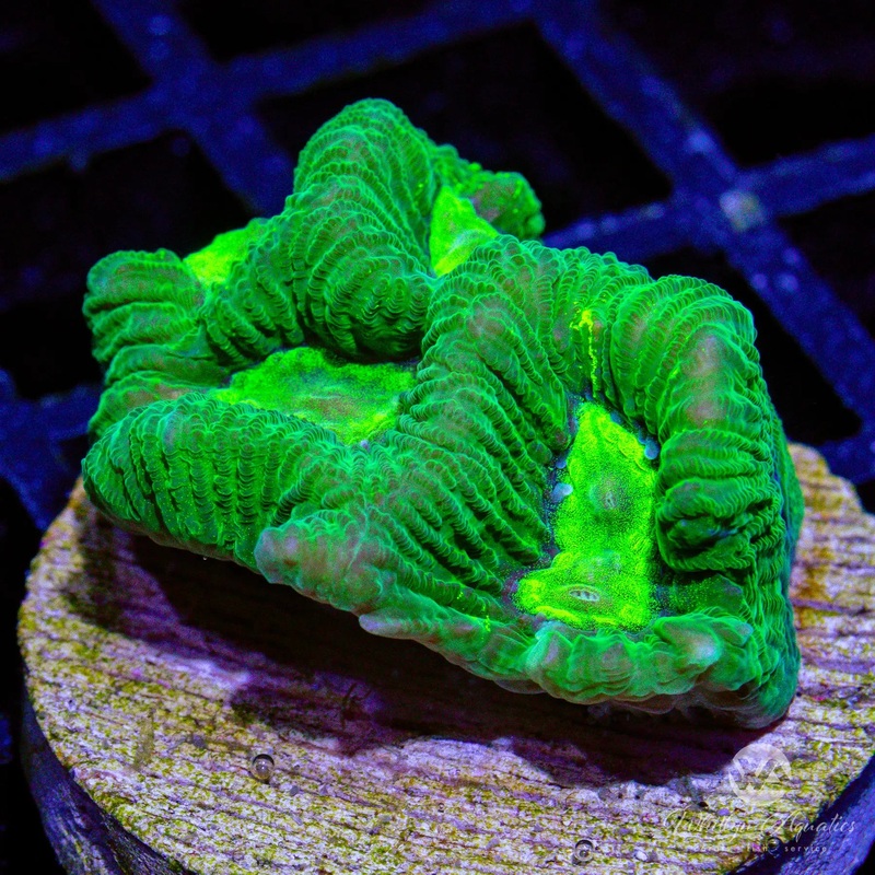 J2 - WA Green Eyes Favia - WYSIWYG