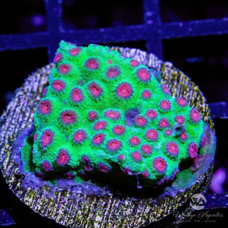 Jingle Bells Cyphastrea  - WYSIWYG