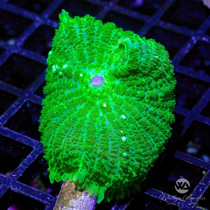 K8 - WA Jolly Green Rhodactis - WYSIWYG
