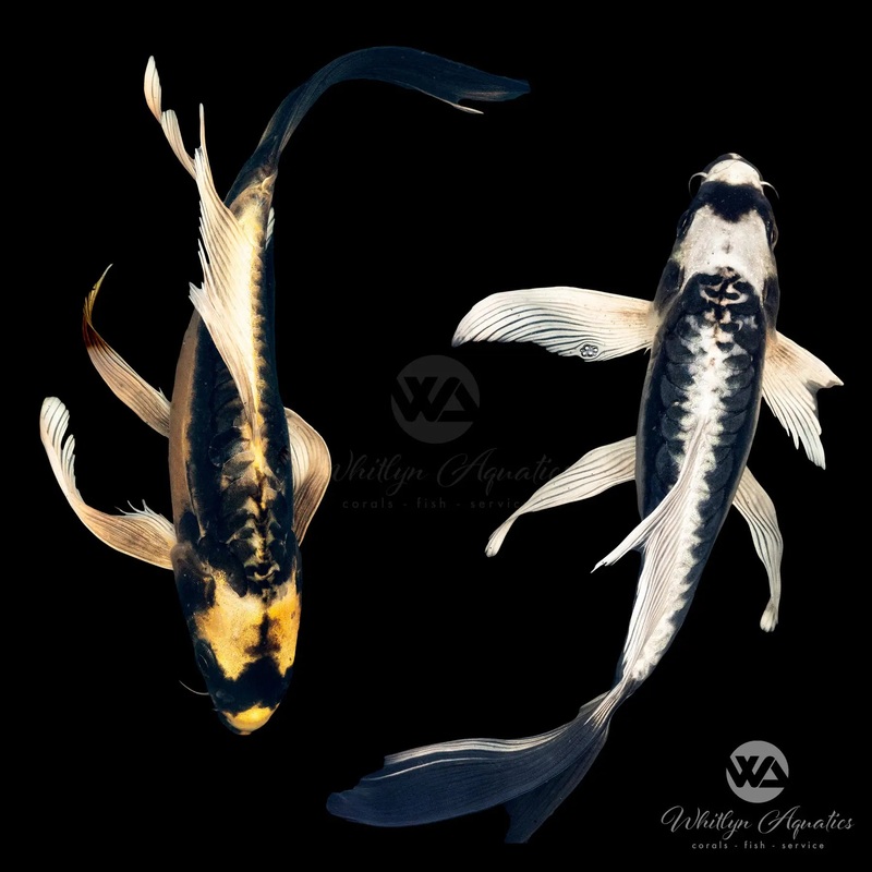 Kabuto Butterfly Koi - Cyprinus carpio