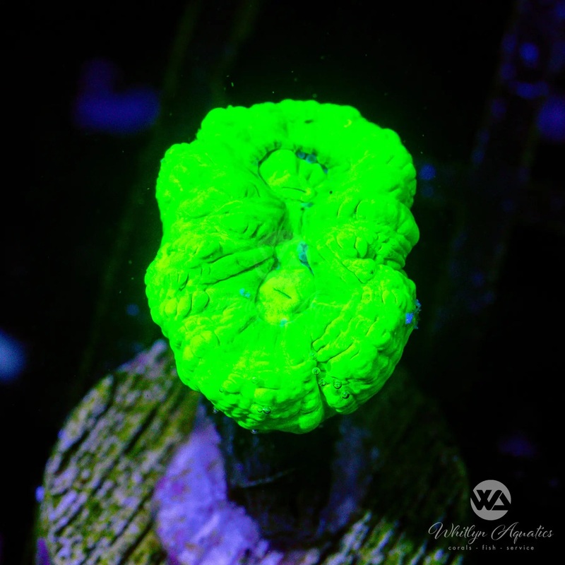 L5 - Neon Green Trumpet - WYSIWYG