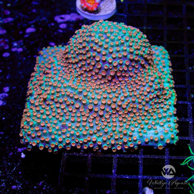 L8 - Meteor Shower Cyphastrea 4x4 Plate - WYSIWYG