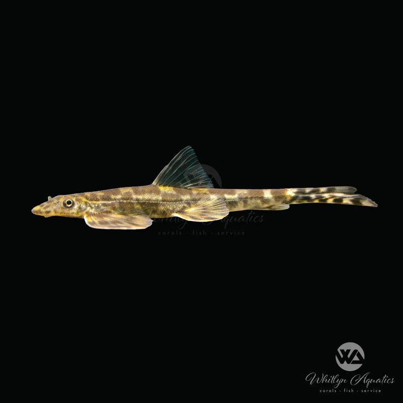 Lizard Loach - Homaloptera sp.