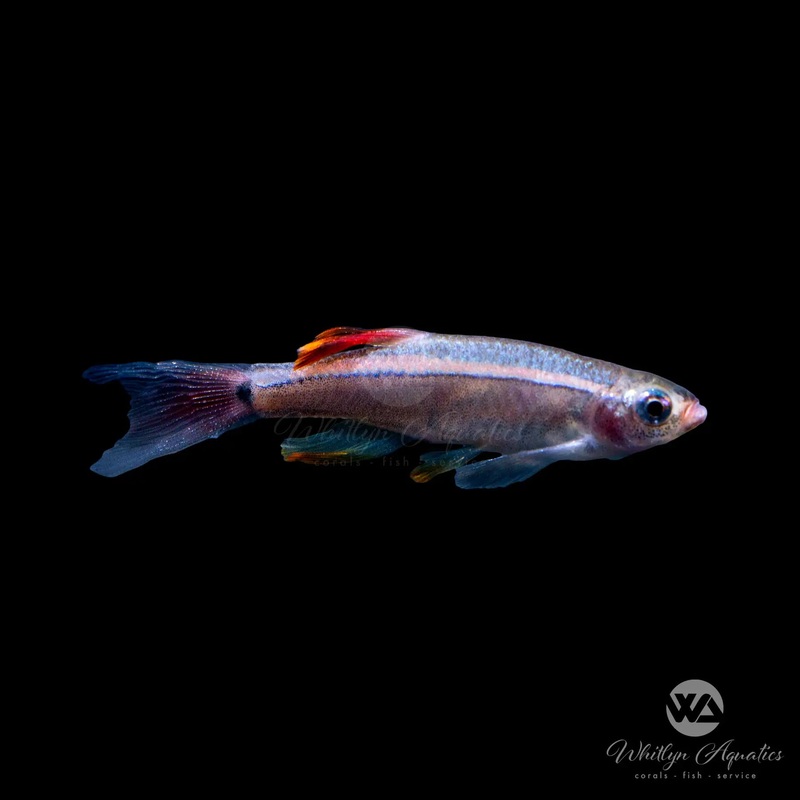 Longfin White Cloud Mountain Minnow - Tanichthys albonubes