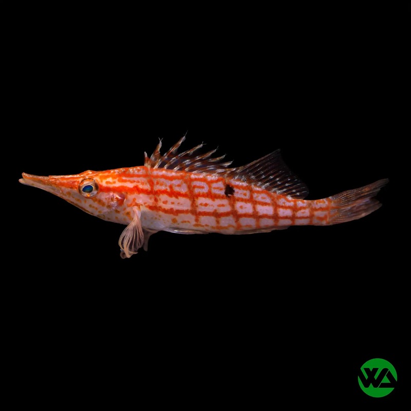 Longnose Hawkfish - Oxycirrhites typus