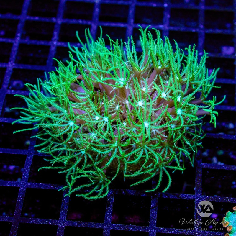 M2 - XL Green Star Pipe Organ - WYSIWYG