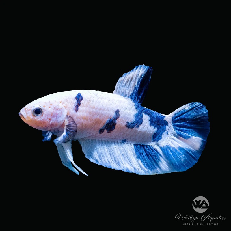 Marble Dot Plakat Betta