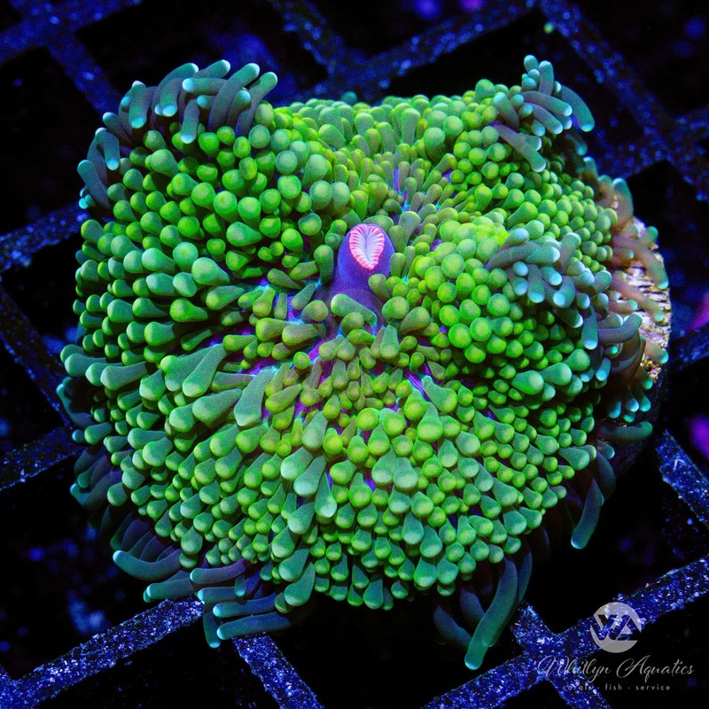 N2 - WA Surge Ricordea Mushroom - WYSIWYG