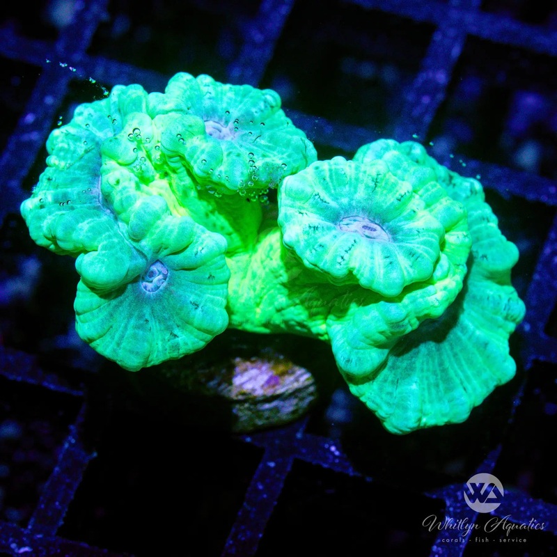 N4 - XL Green Trumpet - WYSIWYG
