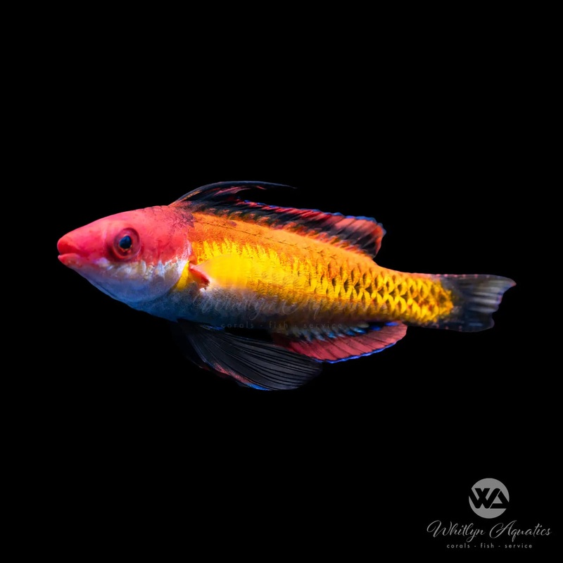 Naoko Fairy Wrasse - Cirrhilabrus naokoae