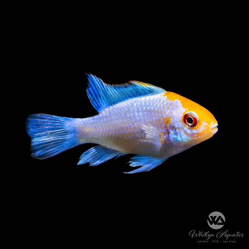 Neon Blue / Orange Head Ram - Mikrogeophagus ramirezi
