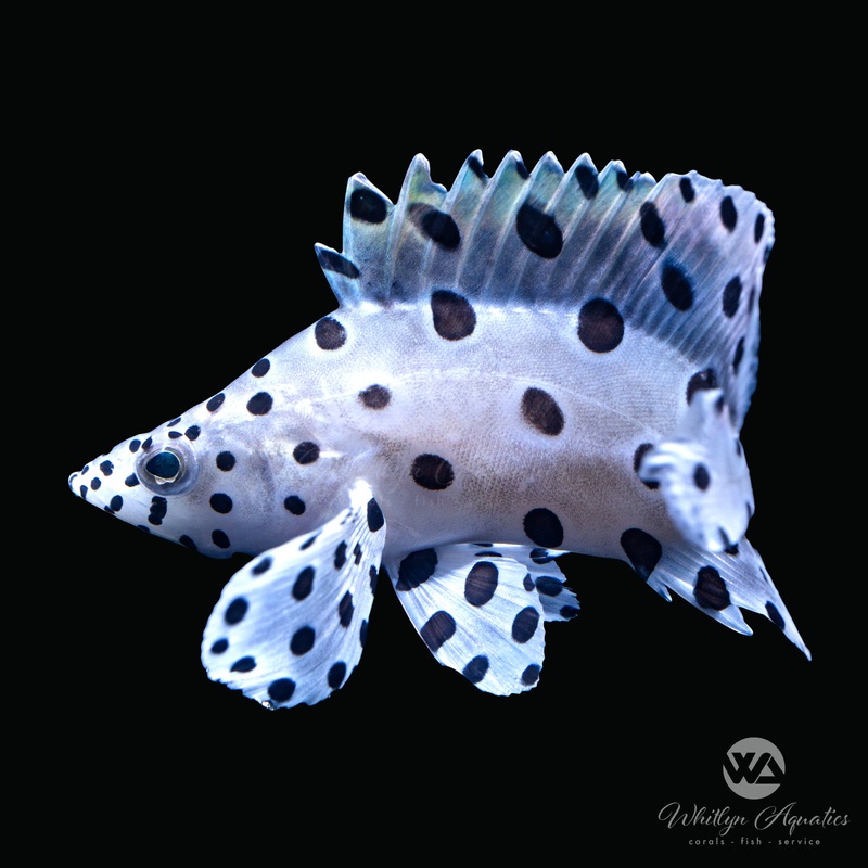 Panther Grouper - Cromileptes altivelis