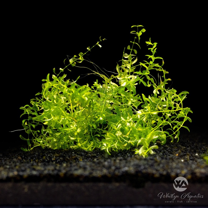 Pearl Weed - Hemianthus micranthemoides
